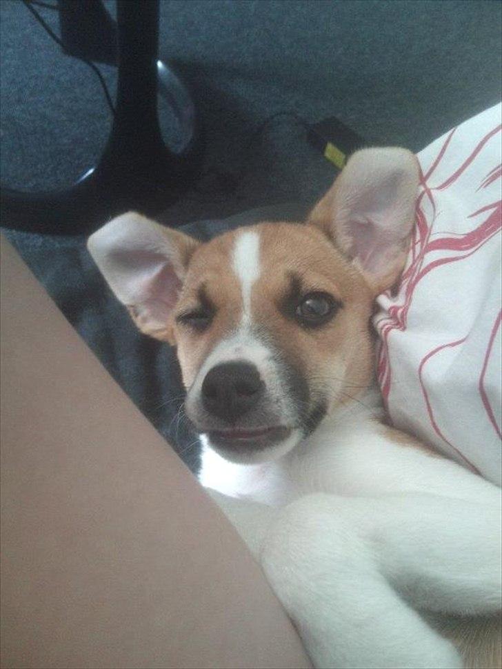 Dansk svensk gaardhund Bailey 'Tøzen :) - baaaat hunden! :D billede 14