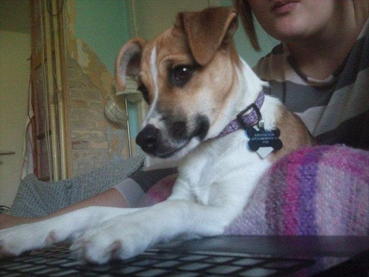 Dansk svensk gaardhund Bailey 'Tøzen :) - jeg styre computeren! billede 15