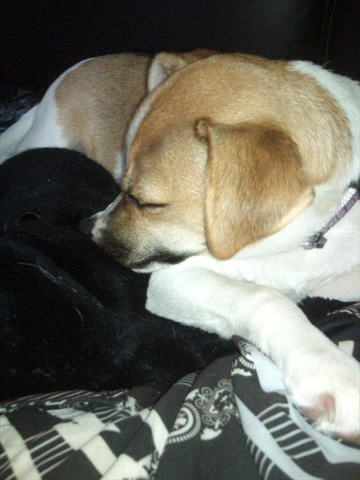 Dansk svensk gaardhund Bailey 'Tøzen :) - hun sover på de mærkeligste måder ;) billede 16