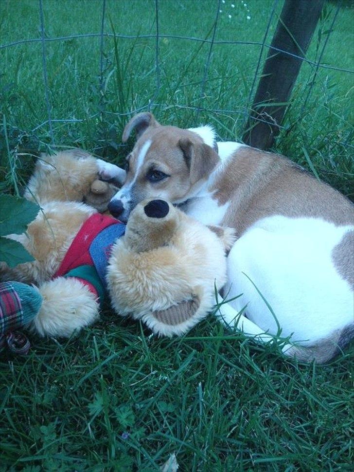 Dansk svensk gaardhund Bailey 'Tøzen :) - hendes søde bamse :D! billede 17