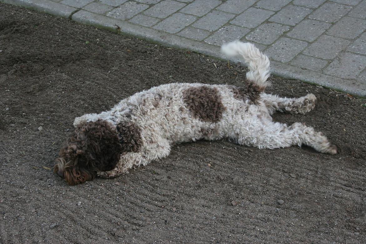 Lagotto romagnolo Balu - Skøre dreng! :-D <3 billede 15