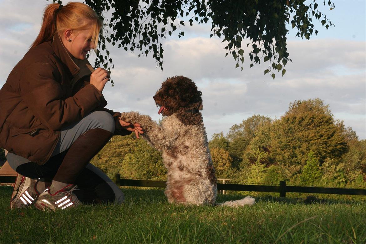 Lagotto romagnolo Balu - Balu sidder helt nede på rumpen, han kan bare ikke selv holde balancen :-P <3 billede 7