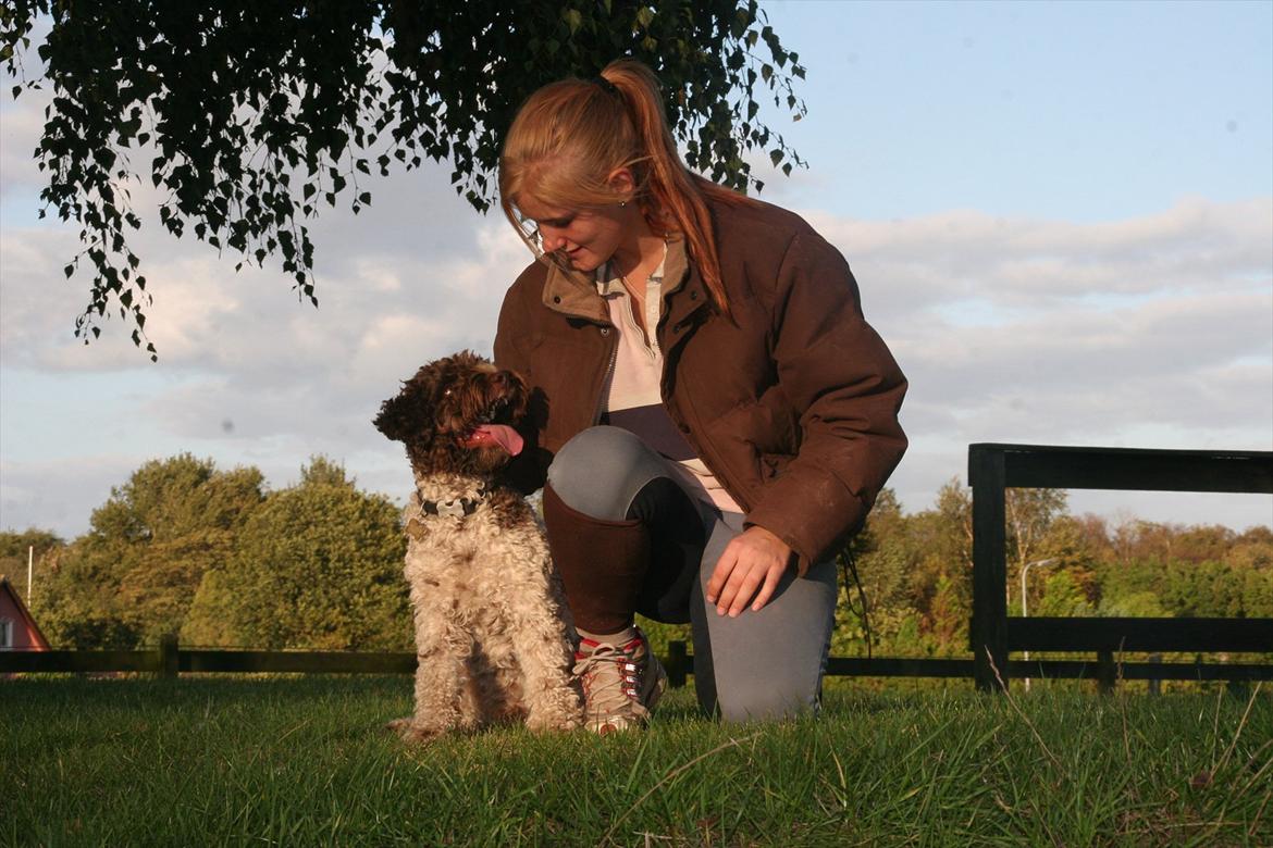 Lagotto romagnolo Balu - <3 billede 3