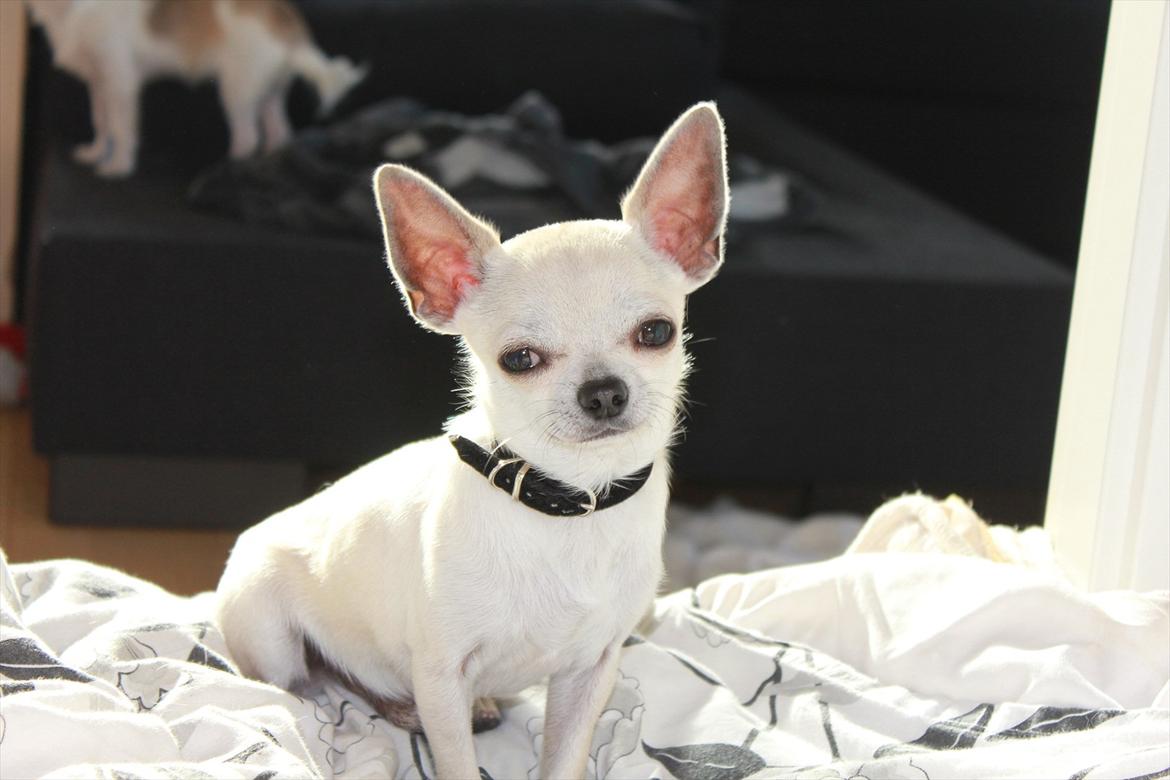 Chihuahua Prinz (Früsli) billede 2