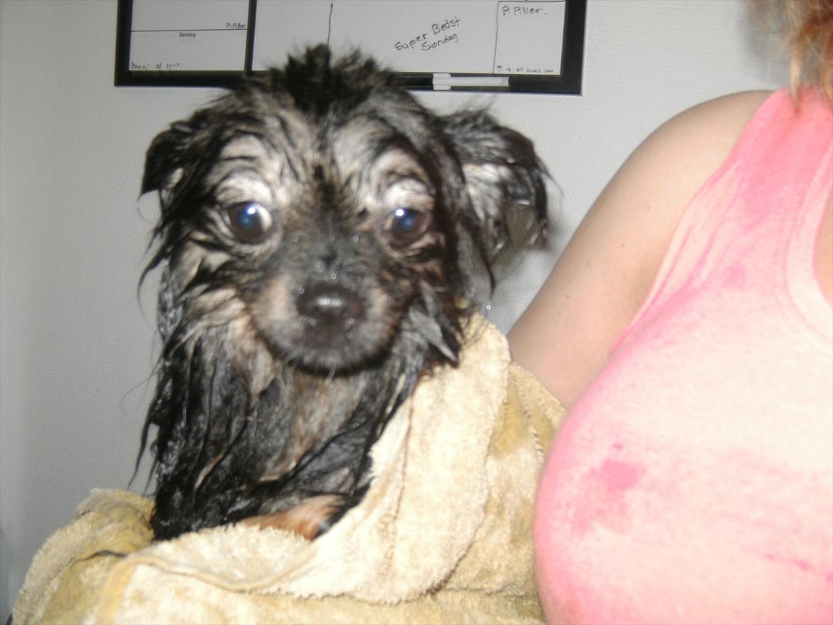 Blanding af racer Dot - lige været i bad billede 6