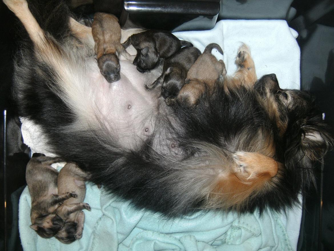 Blanding af racer Dot - min pige med sine 6 babyer:-D billede 7