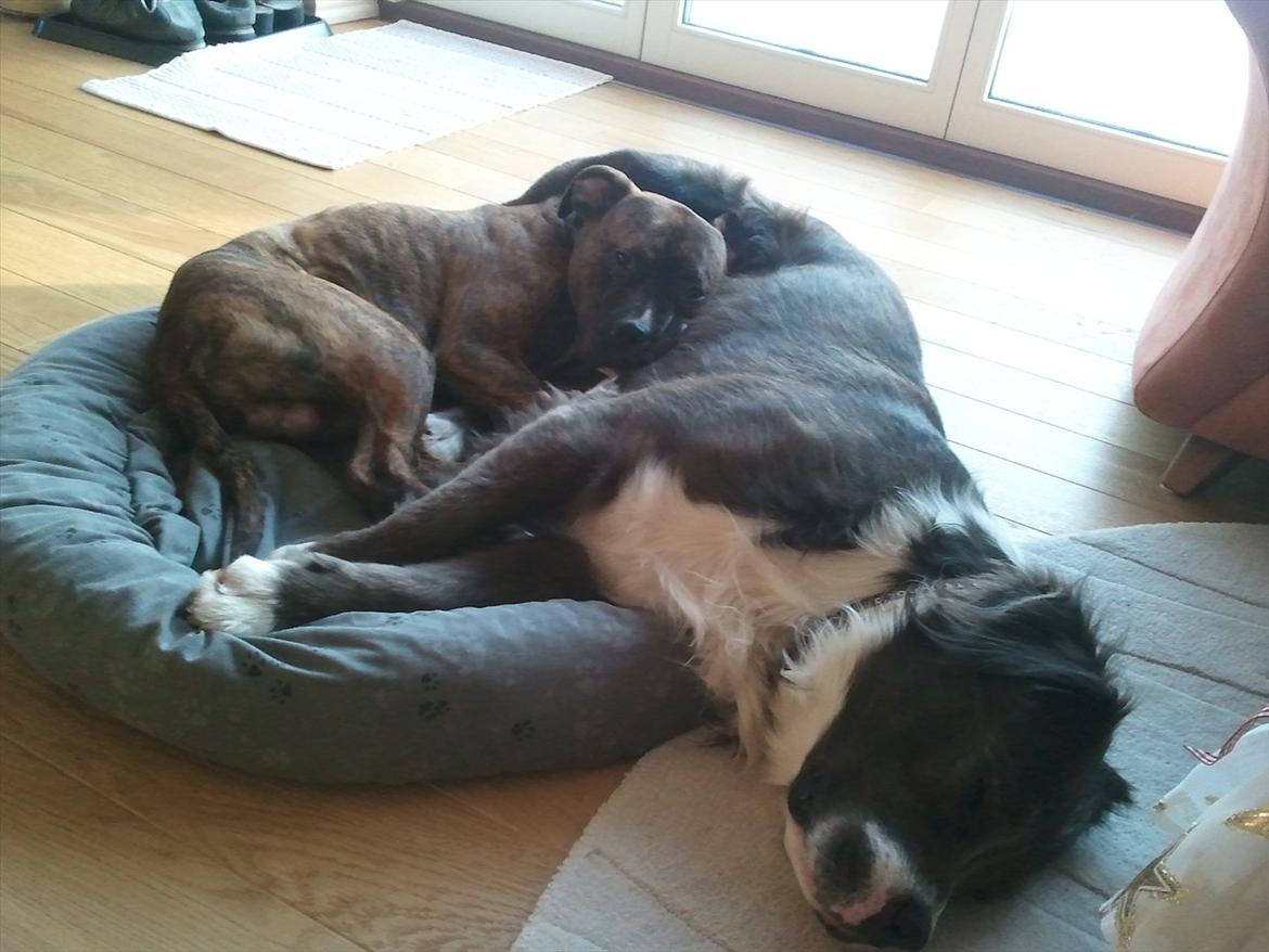 Blanding af racer Isam billede 14