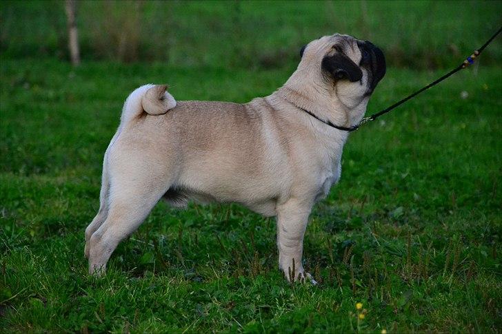 Mops Del Sur Andalusi Pikachu - 9 måneder billede 7