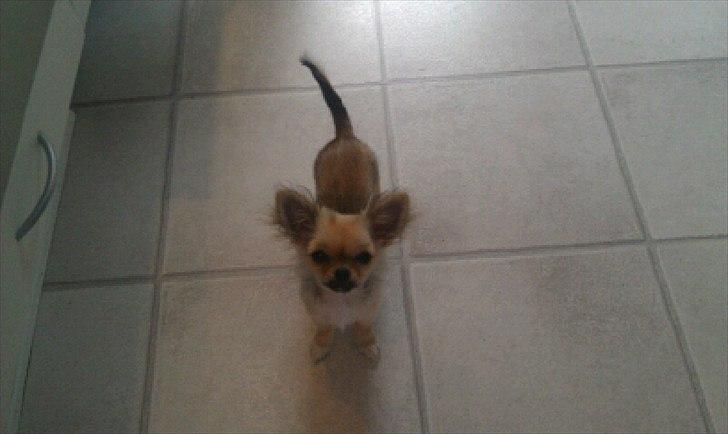 Chihuahua Cirkeline - :-) billede 1