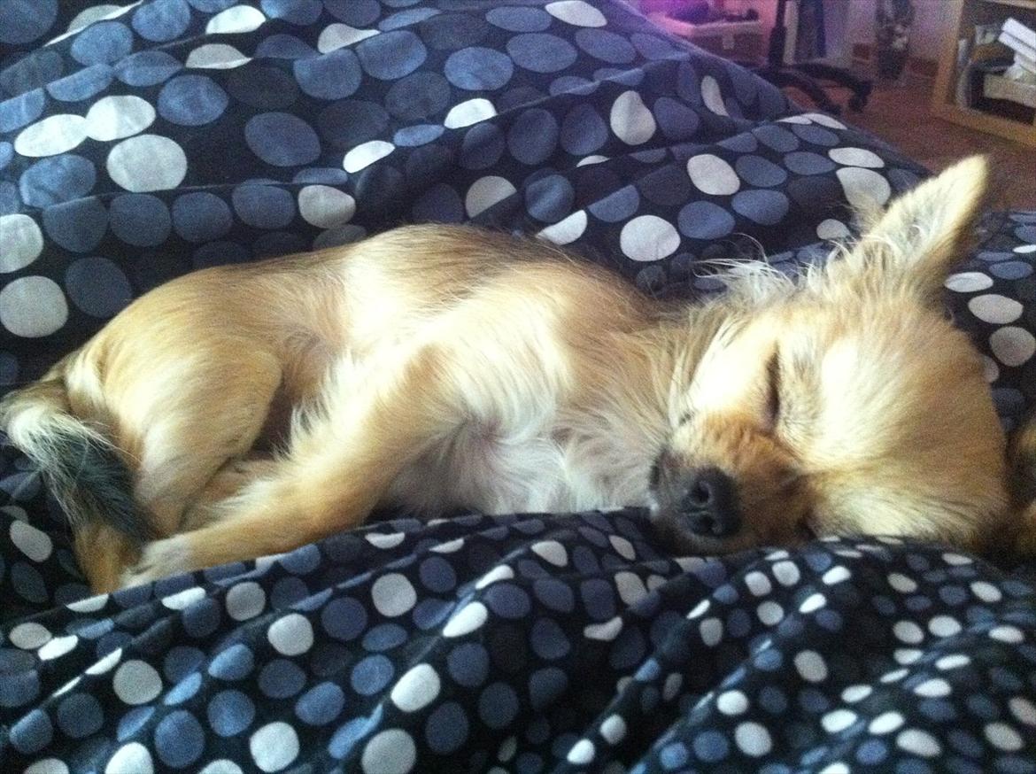 Chihuahua Cirkeline billede 5