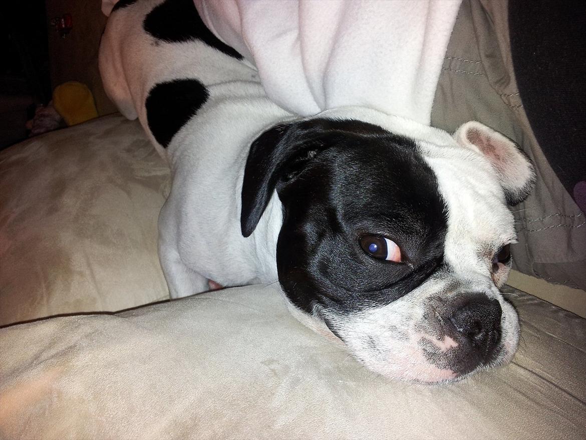 Fransk bulldog Bops billede 14