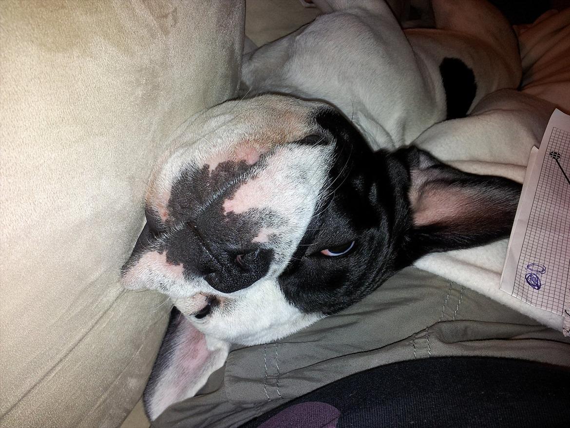 Fransk bulldog Bops billede 4