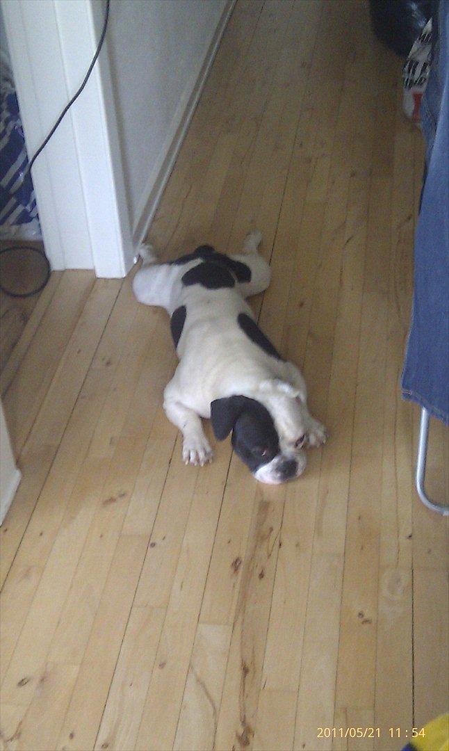 Fransk bulldog Bops billede 15