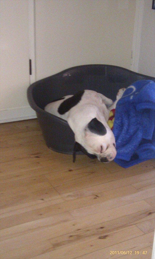 Fransk bulldog Bops billede 16