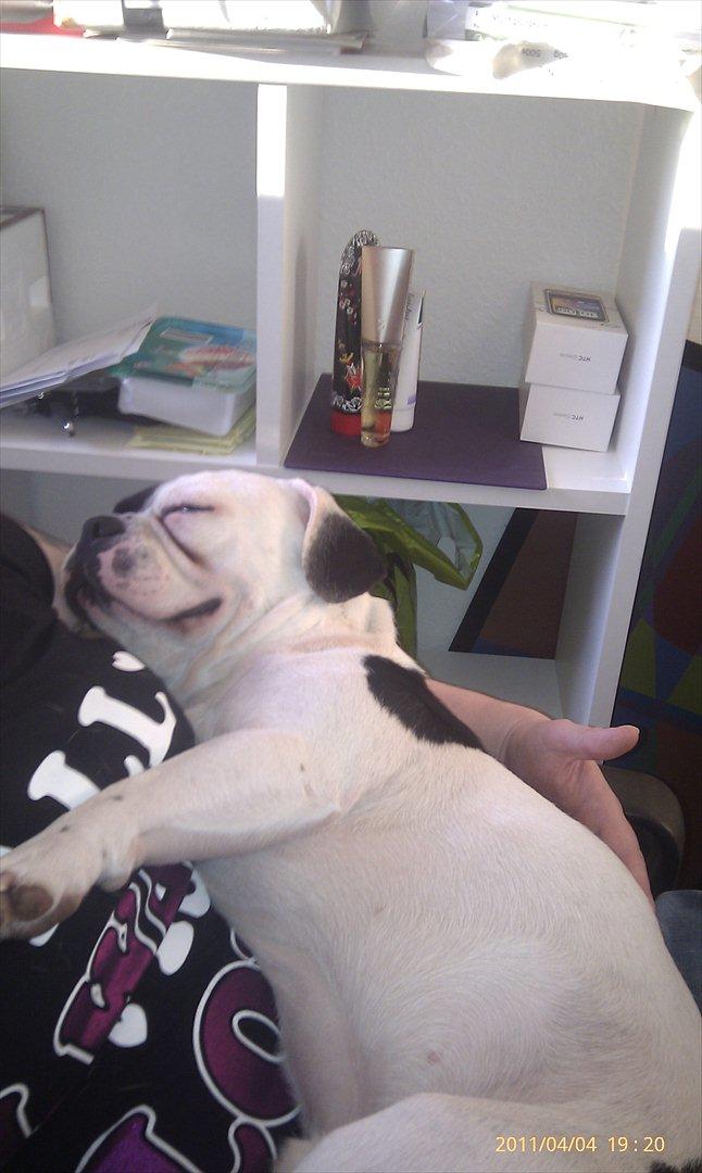 Fransk bulldog Bops billede 2