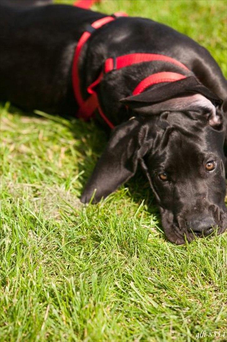 Grand danois Jessie - Jessie 3 mdr billede 11