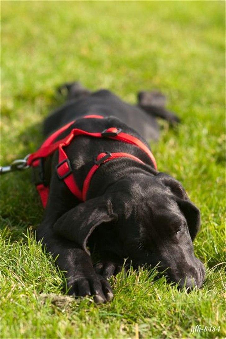 Grand danois Jessie - Æææv jeg keder mig... billede 12