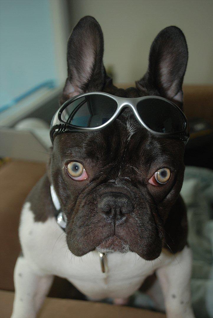 Fransk bulldog harley med blå øjne - så fik vi lige solbriller på :-) billede 1