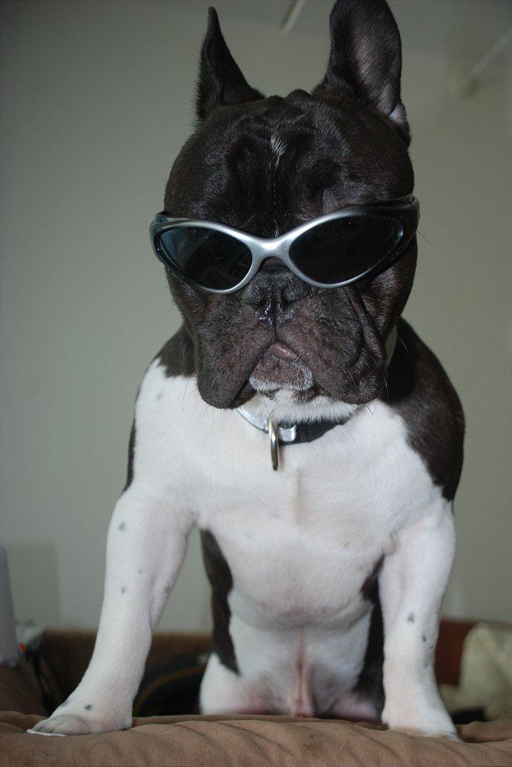 Fransk bulldog harley med blå øjne - totalt badass billede 2