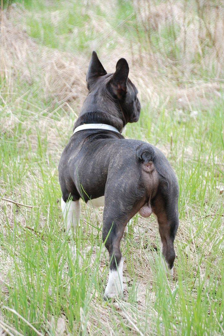 Fransk bulldog harley med blå øjne - set bagfra... sys virkelig han har en flot holdning og pels.. billede 3
