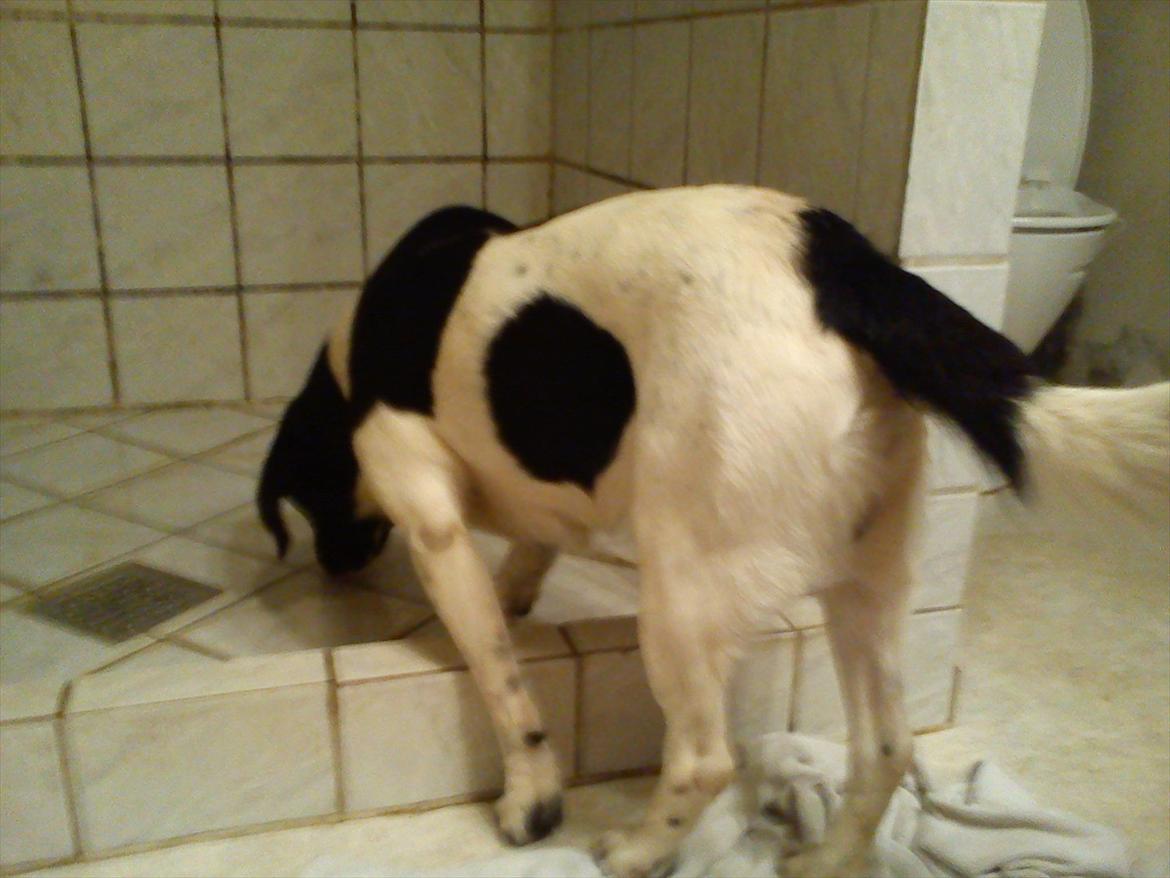 Blanding af racer Tor R.I.P d 7 nov 2013 billede 5