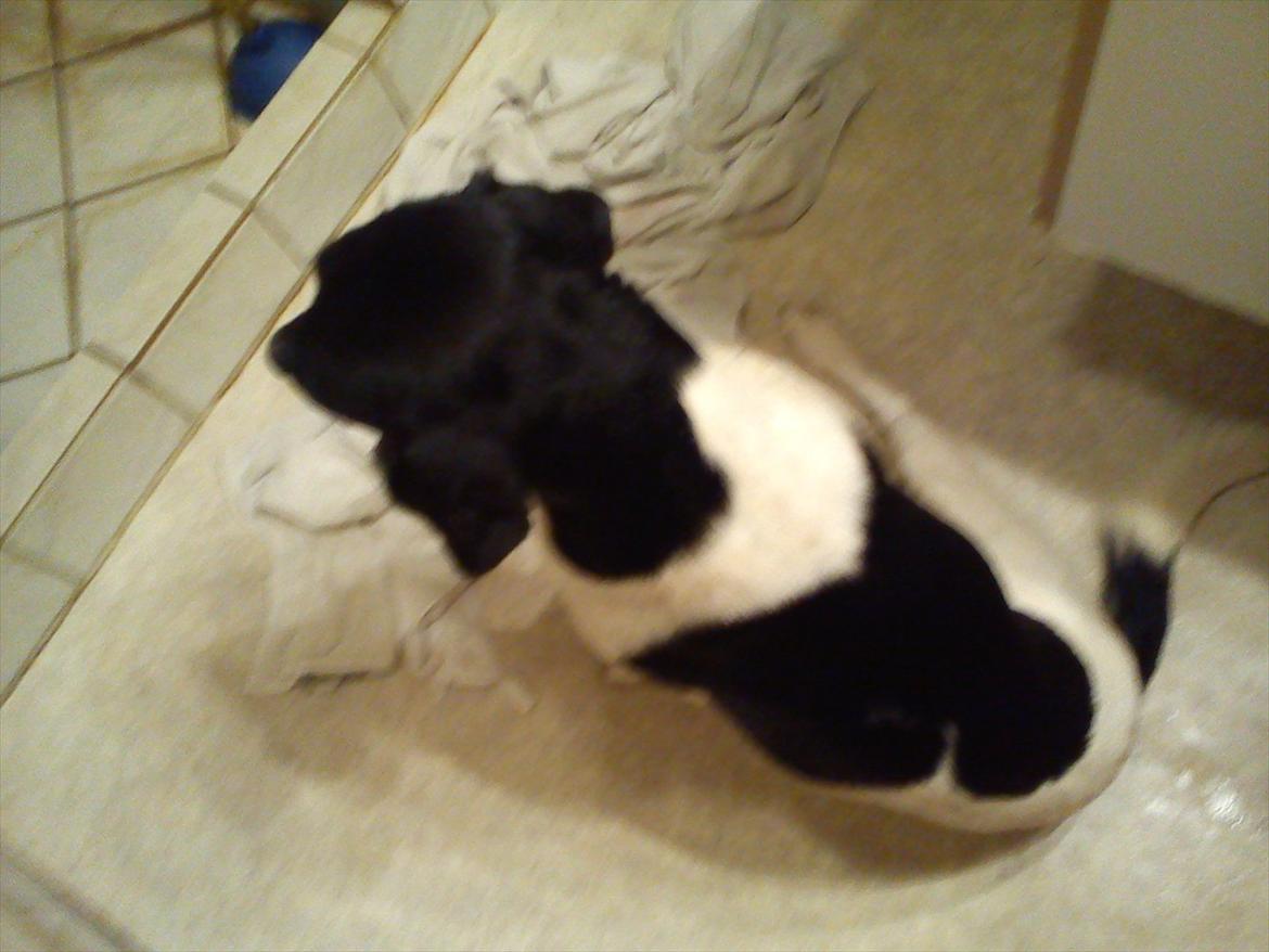 Blanding af racer Tor R.I.P d 7 nov 2013 billede 6