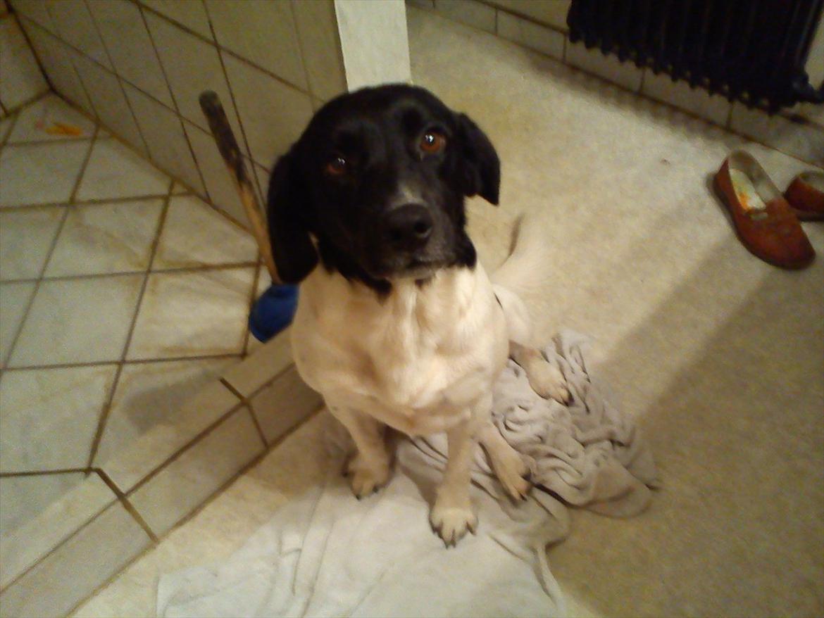 Blanding af racer Tor R.I.P d 7 nov 2013 billede 7