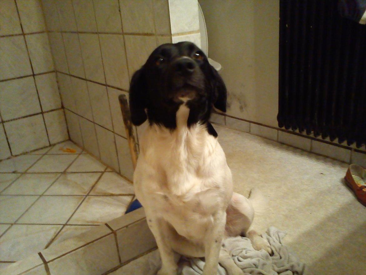 Blanding af racer Tor R.I.P d 7 nov 2013 billede 4