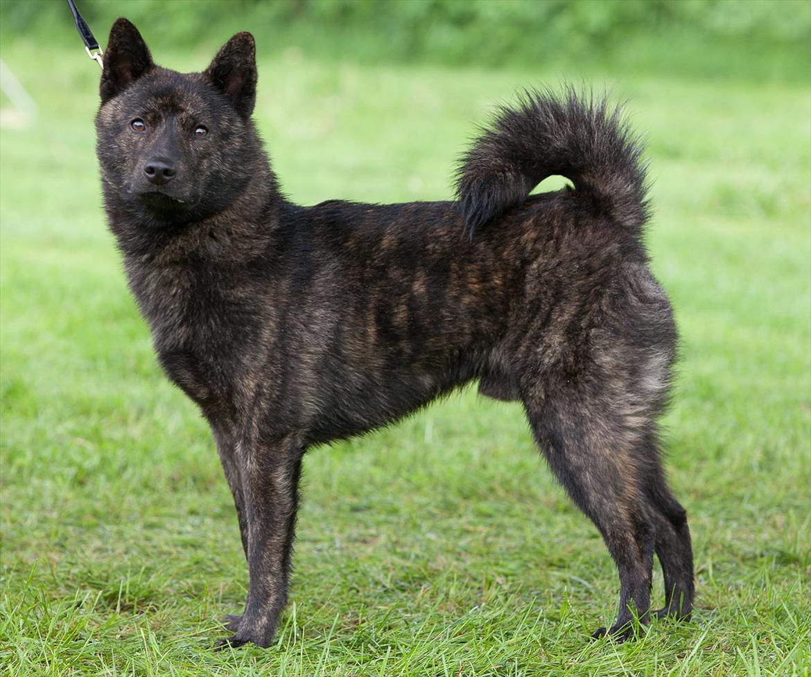 Kai Cody - Cody. Japanspecialen udstilling. Hunderfossen camping i Norge.
Foto: Harriet Skogen Gleditsch. billede 7