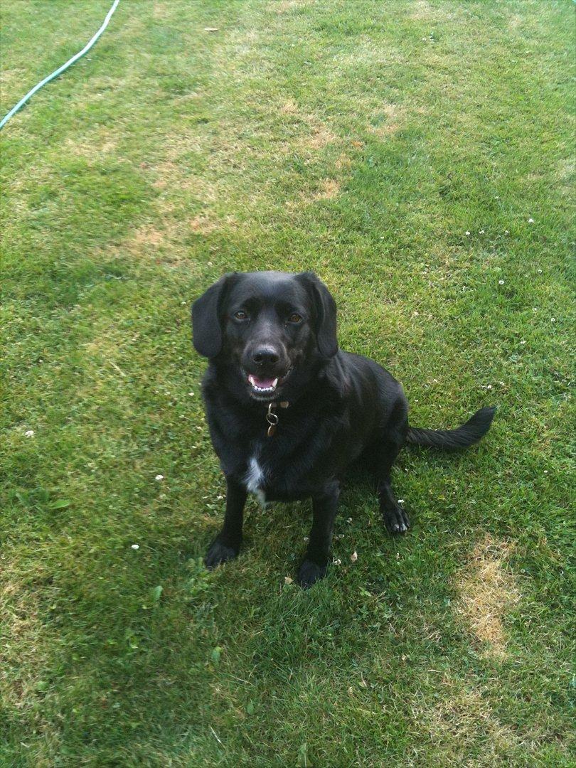 Blanding af racer Sally (sørøveren) - smil til fotografen :o) billede 18