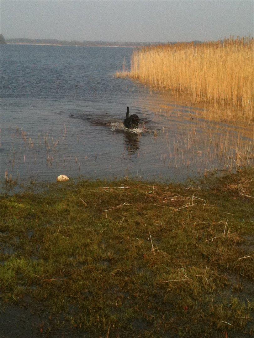 Blanding af racer Sally (sørøveren) - Sally tager en dukkert i Hostrup sø billede 4