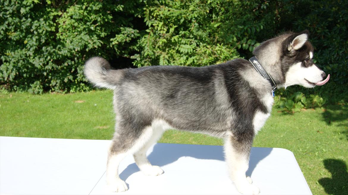 Alaskan malamute Czariks Koczmo (Luke)  - Dato: 11-09-2011, 20 uger, 21.7kg 52 cm.  billede 13