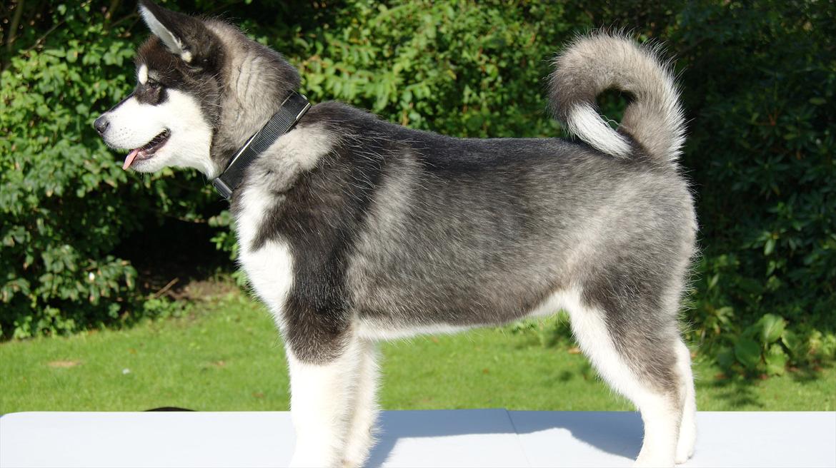 Alaskan malamute Czariks Koczmo (Luke)  - Dato: 11-09-2011, 20 uger, 21.7kg 52 cm.  billede 14
