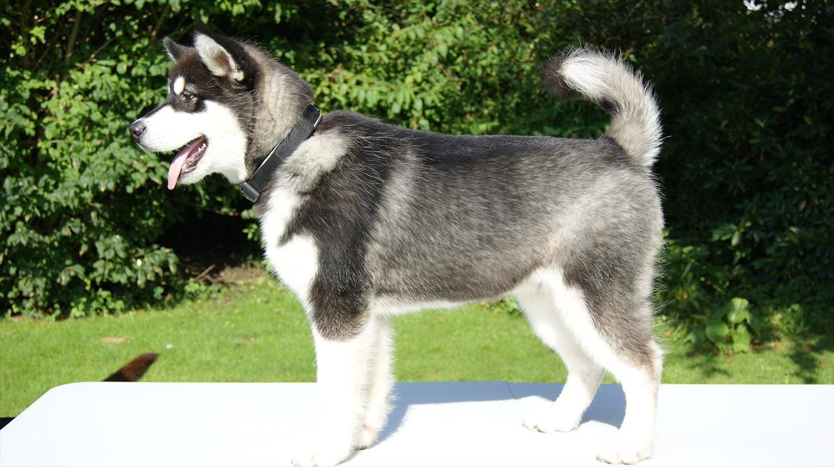 Alaskan malamute Czariks Koczmo (Luke)  - Dato: 11-09-2011, 20 uger, 21.7kg 52 cm.  billede 15