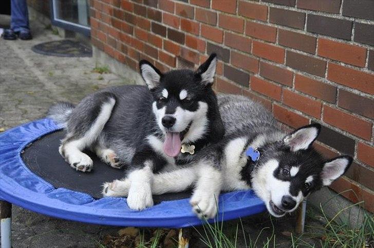 Alaskan malamute Czariks Koczmo (Luke)  - Var hjemme og besøge bror Kaczim. :) billede 16