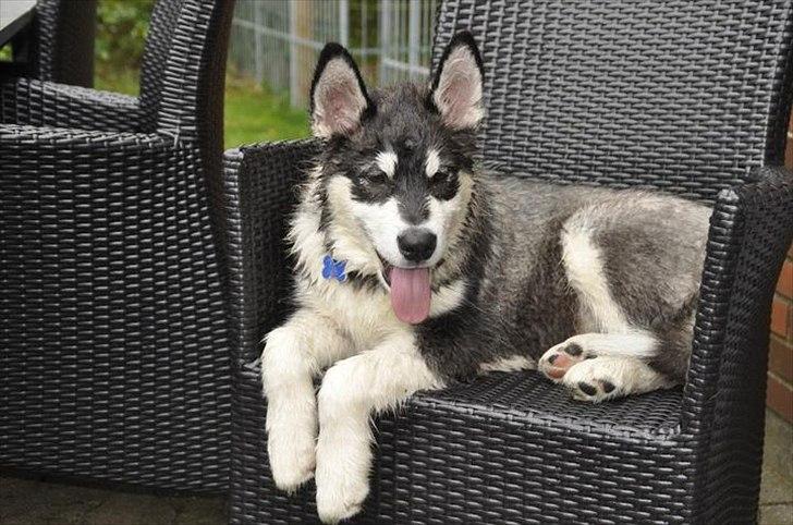 Alaskan malamute Czariks Koczmo (Luke)  billede 17