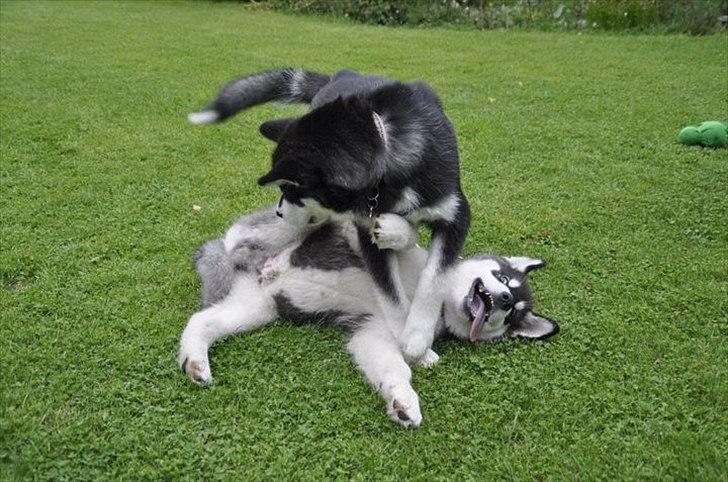 Alaskan malamute Czariks Koczmo (Luke)  billede 18