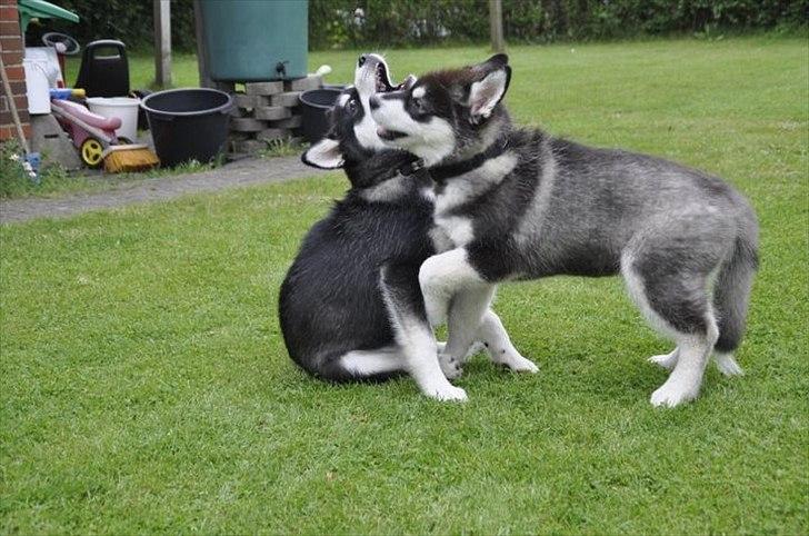 Alaskan malamute Czariks Koczmo (Luke)  billede 19