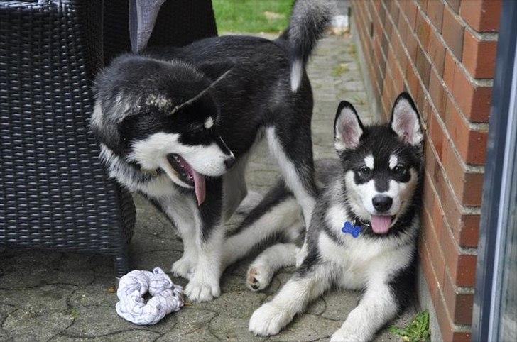 Alaskan malamute Czariks Koczmo (Luke)  billede 20