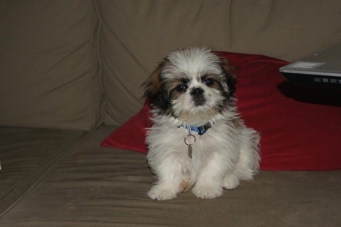 Shih tzu Basse billede 1