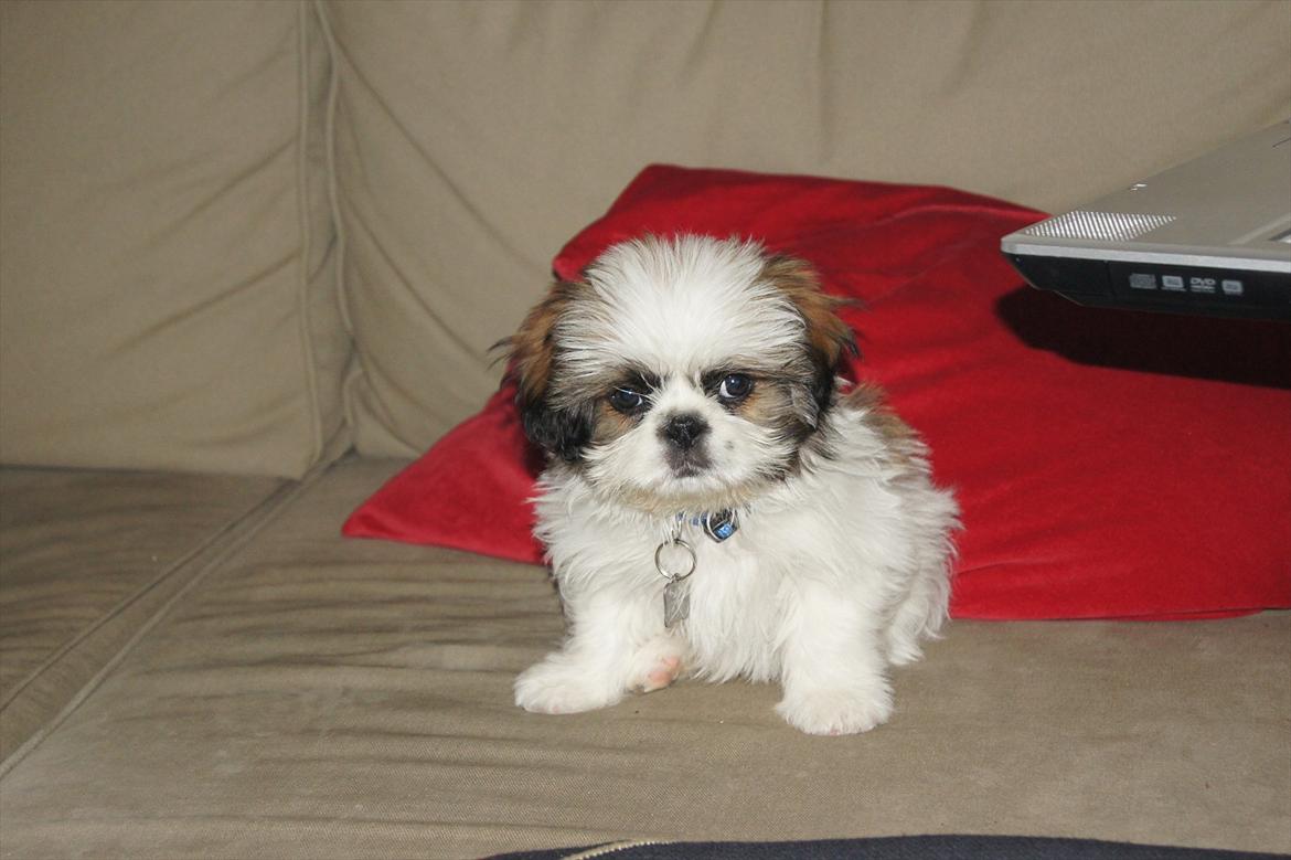 Shih tzu Basse billede 2