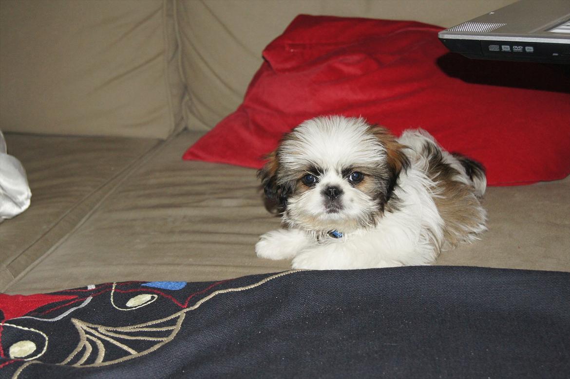 Shih tzu Basse billede 3