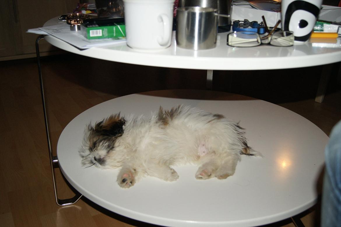 Shih tzu Basse billede 5