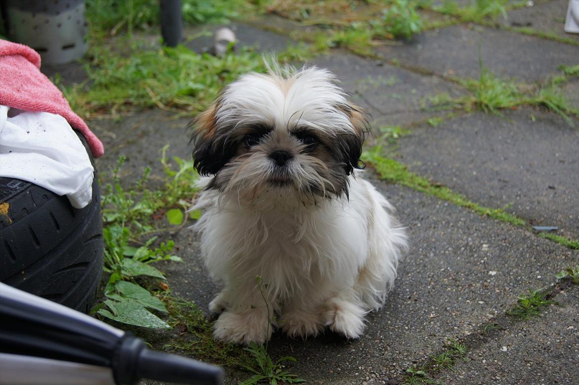Shih tzu Basse billede 6