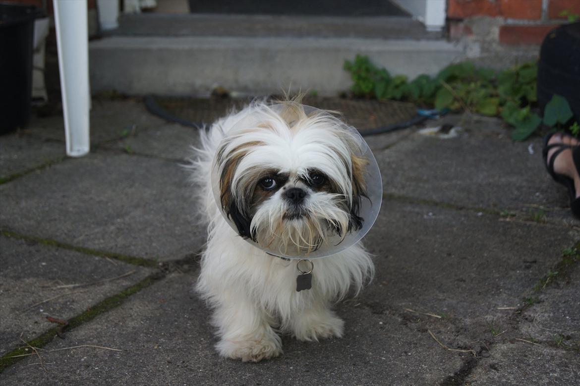 Shih tzu Basse billede 7