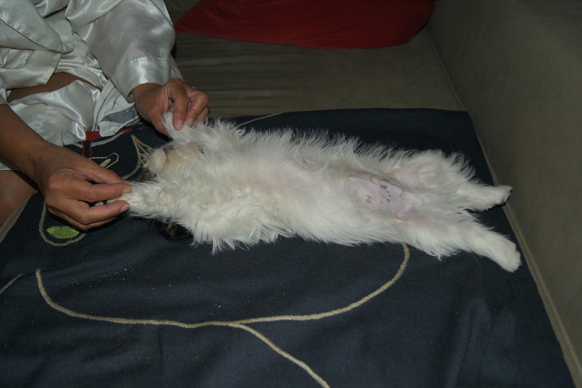 Shih tzu Basse billede 8