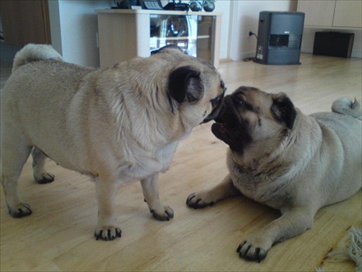 Mops Karla - Lege lege - det er bare skønt med en legekammerat. billede 4