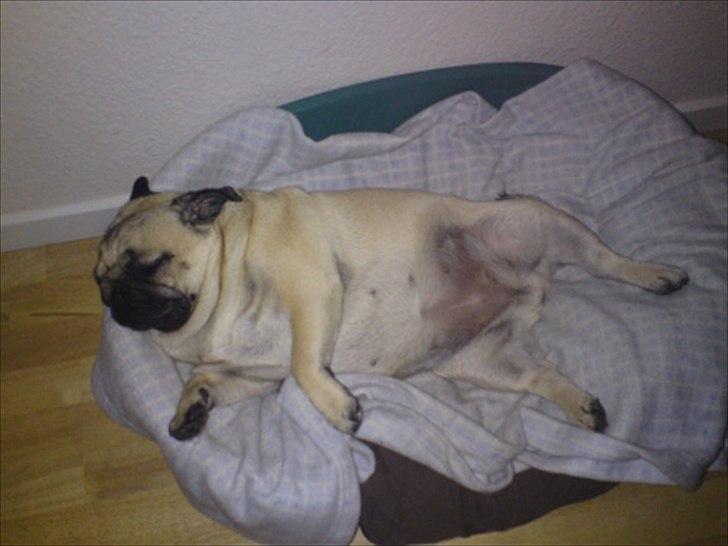 Mops Karla - Når man sover bøvet, så sover man åbenbart bedst. billede 9