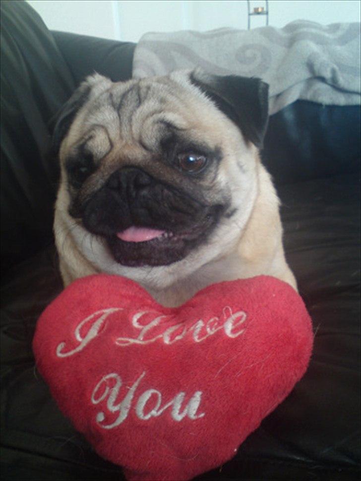 Mops Karla - Ja. Hvad kan jeg sige? Hun er bare skøn... Mors Karla pigen. billede 10