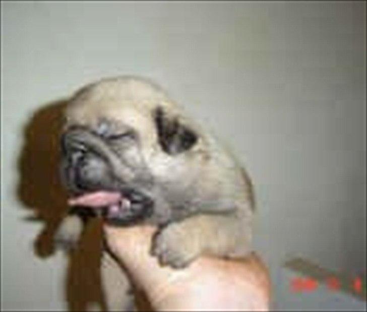 Mops Orla - Billedet der var på den annonce med Orla - godt nok så jeg ham i virkeligheden første gang - men da jeg kom hjem fra kennelen var jeg inde og finde billedet..... billede 12